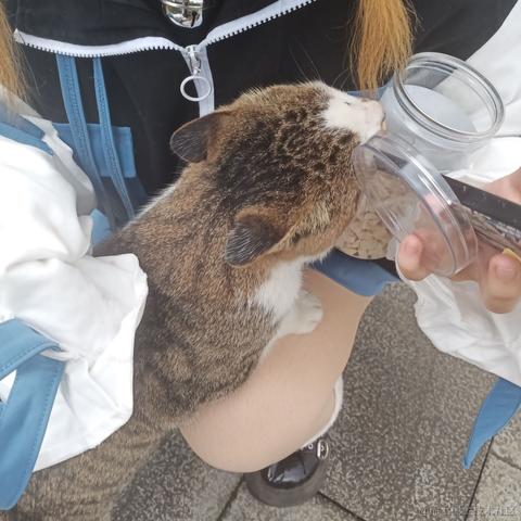 灵小猫于2022-11-23 08:00发布的图片