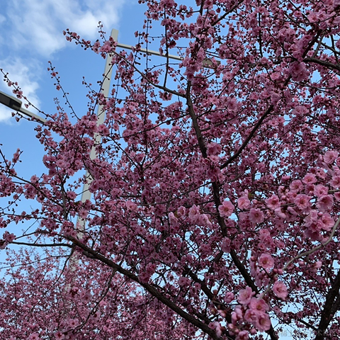 从起风了到那个夏天于2023-03-13 16:27发布的图片