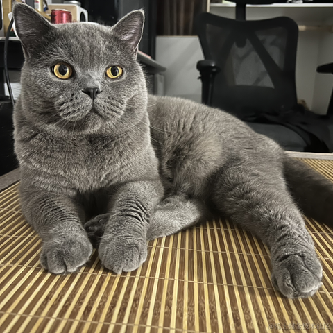 bellaQAQ于2023-07-05 08:39发布的图片