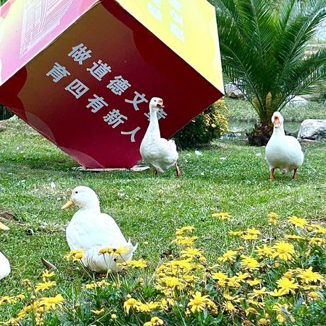 番茄锅里没有鱼于2022-11-15 11:00发布的图片