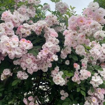 花折亦无情于2022-11-15 18:00发布的图片