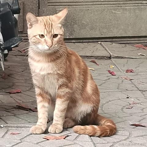 西米酱米西于2022-11-13 02:28发布的图片