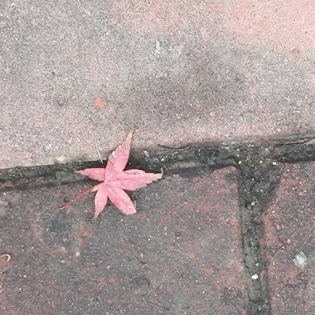 一支奶淇琳于2022-11-14 09:11发布的图片