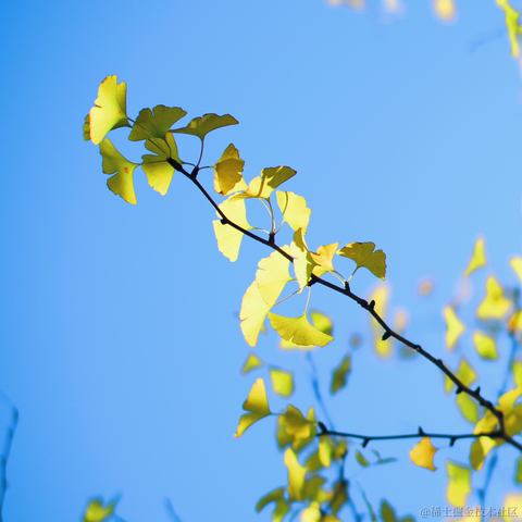 红毛丹于2023-12-14 08:04发布的图片