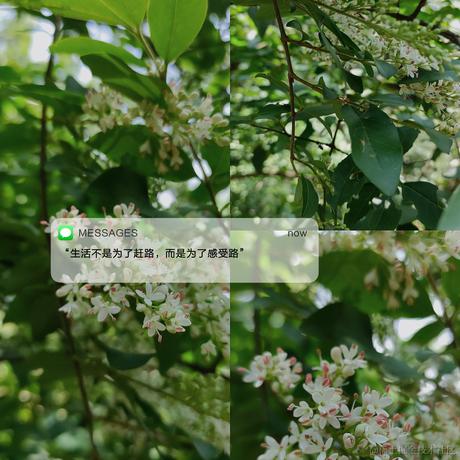 抹茶san于2023-04-26 13:19发布的图片