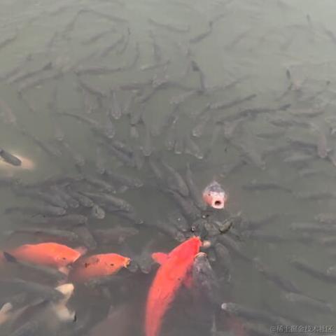 呜喵喵于2022-11-25 21:17发布的图片