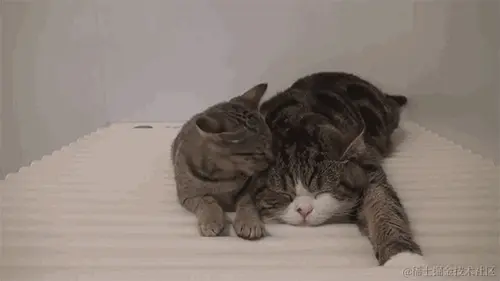kittens.gif