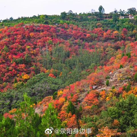 爱吃荆芥于2020-10-30 09:54发布的图片