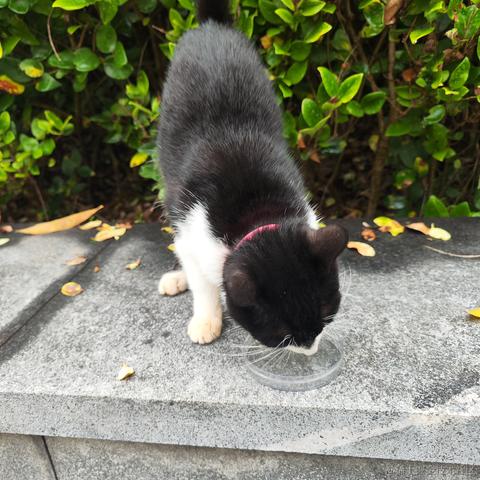 灵小猫于2022-11-23 08:00发布的图片