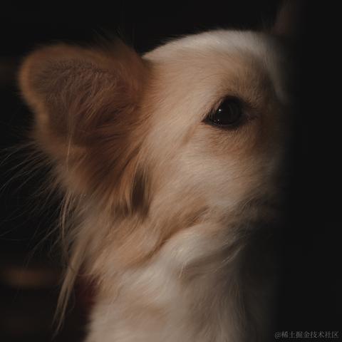 潇洒的一条狗于2020-12-24 09:31发布的图片