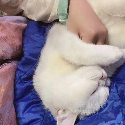 乃王木木睡懒觉于2022-11-23 12:15发布的图片