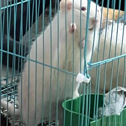 乃宝可爱捏于2022-11-13 07:34发布的图片