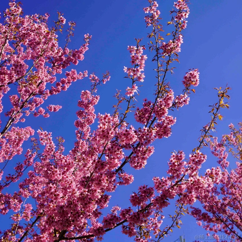 冬日暖阳一片云于2023-03-14 18:06发布的图片