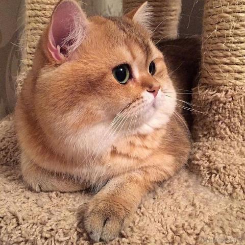 小咪爱摸鱼于2021-07-15 11:11发布的图片