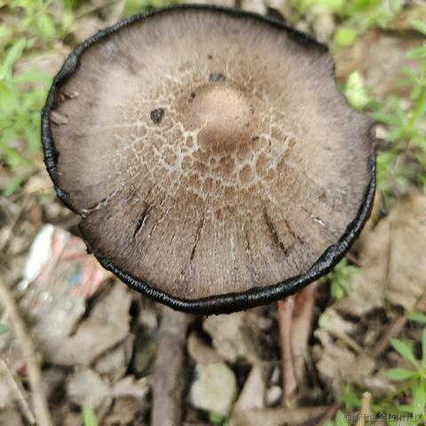 fishspring于2023-05-10 13:37发布的图片