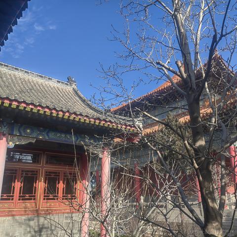 八哥的温柔乡于2023-01-25 17:13发布的图片