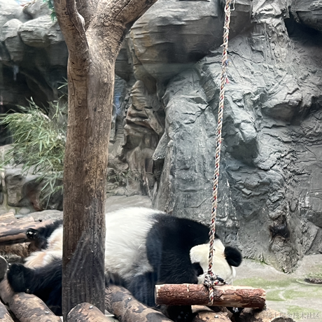 察觉之时已是鸽骑于2023-07-05 22:07发布的图片