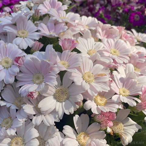 清欢爱蹦跶于2022-04-13 09:04发布的图片