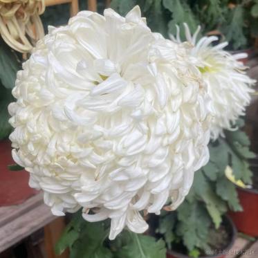 _山海于2023-11-30 19:21发布的图片