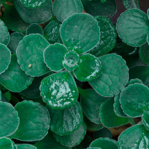 puppyyy于2023-03-16 07:46发布的图片