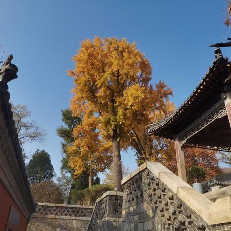 贝拉的晃悠悠于2022-11-20 09:51发布的图片