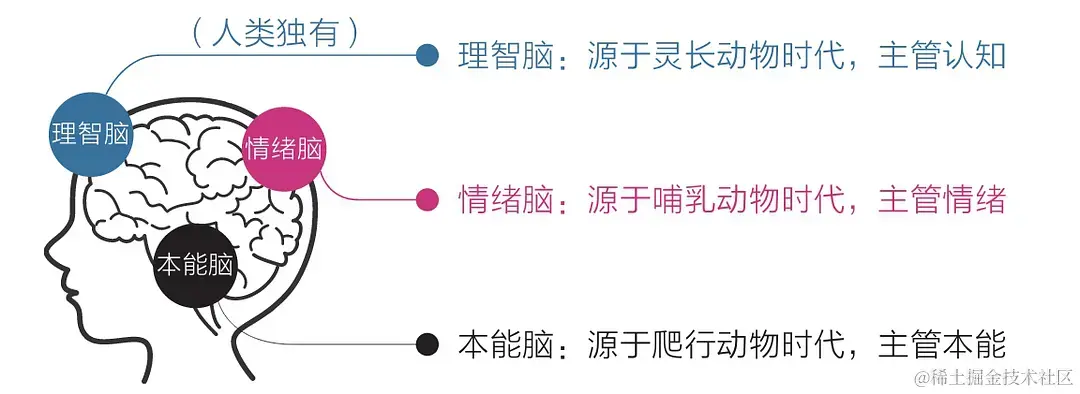 理智脑-本能脑-情绪脑.webp
