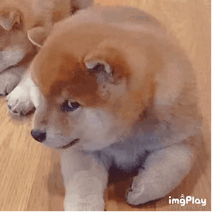 wzz不想写代码于2021-12-02 21:50发布的图片