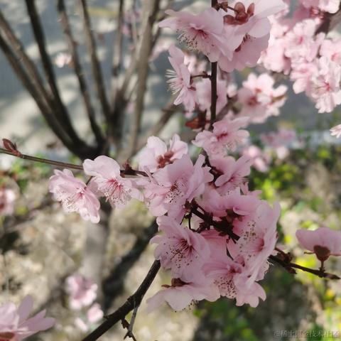 无糖气泡水于2023-03-15 07:53发布的图片