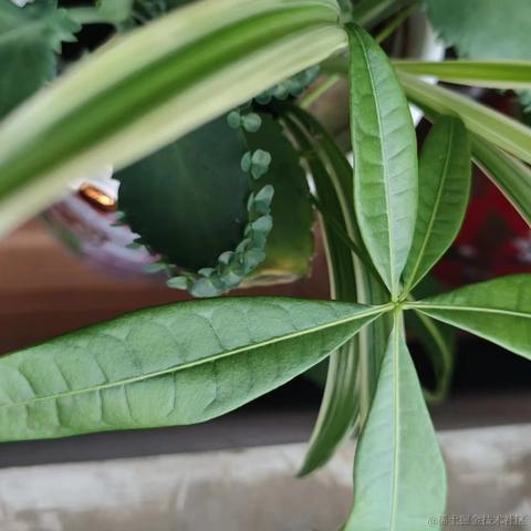 梦想是回家养猪于2024-05-29 14:07发布的图片