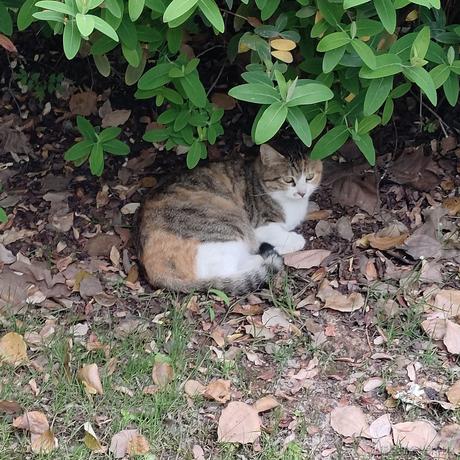 猪鼻小向晚于2023-07-07 21:16发布的图片