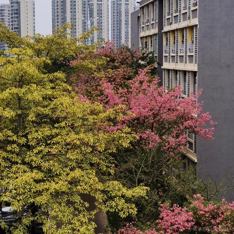 Canivores于2022-12-12 21:23发布的图片