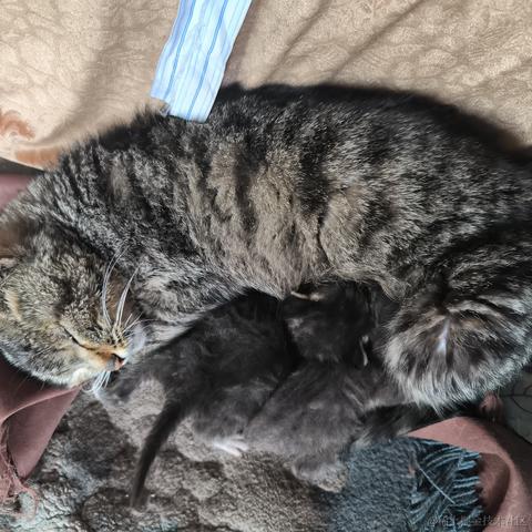 Phantom460于2023-04-30 13:30发布的图片