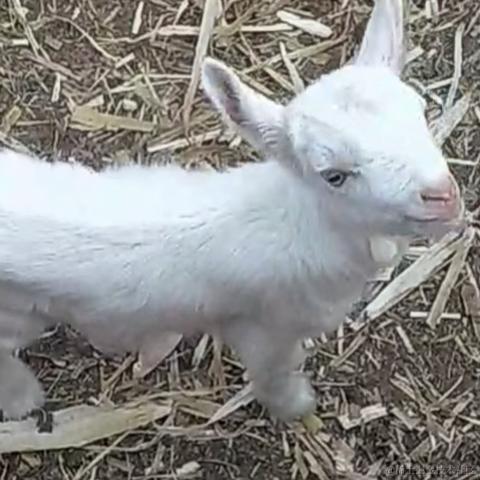 太行山上的一棵百蓝根于2023-04-01 19:20发布的图片