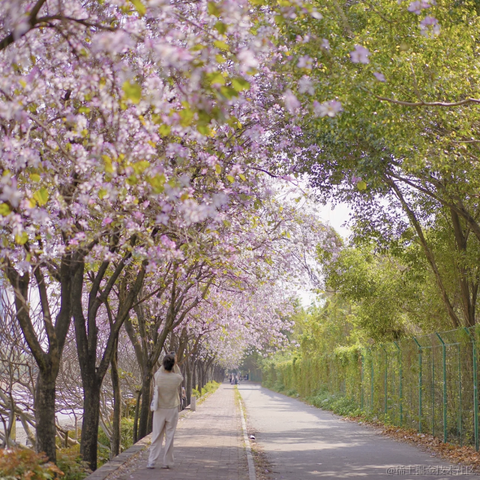 六月暴雪飞梨花于2023-03-14 19:59发布的图片