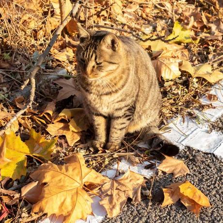 福二娃于2022-11-15 07:37发布的图片