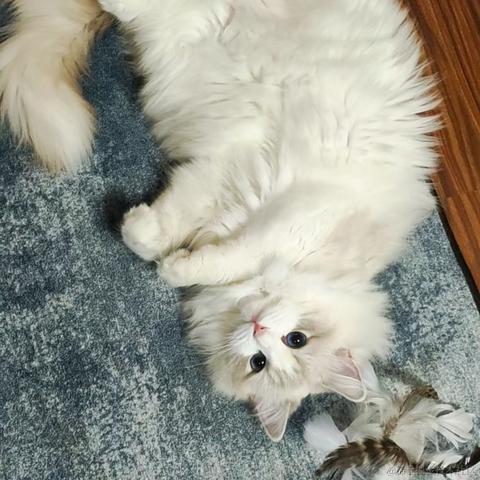 墨璃人于2022-11-26 21:26发布的图片