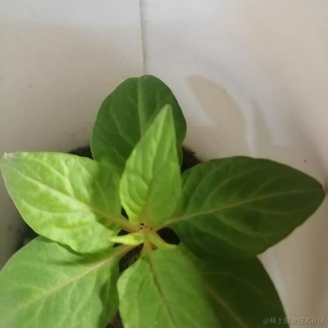 做只小狗耶于2023-06-20 13:26发布的图片