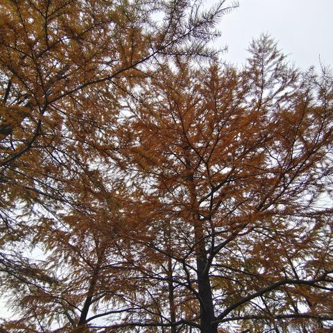 阿旭是大腿于2022-11-12 09:06发布的图片