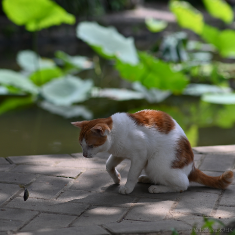 半夏1024于2023-07-17 09:18发布的图片
