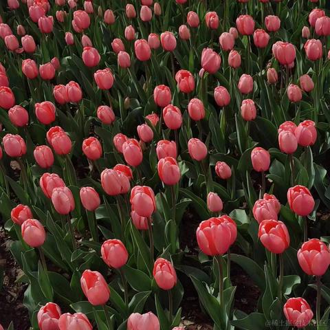 vincookies于2023-04-10 10:37发布的图片