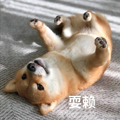 狗砸于2021-08-17 09:25发布的图片