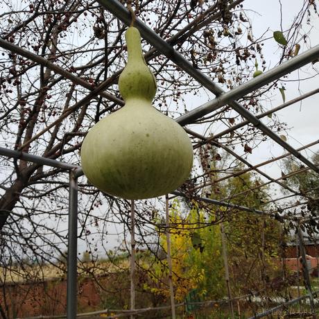 西风断冷月残于2022-11-28 12:21发布的图片