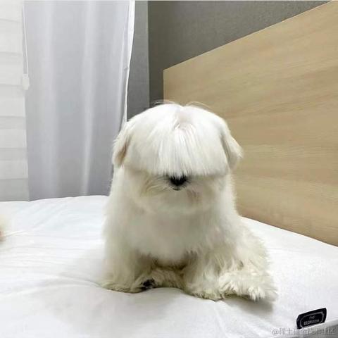 BooBoo于2021-12-23 19:17发布的图片