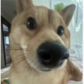 迷人的小布于2023-04-23 15:59发布的图片