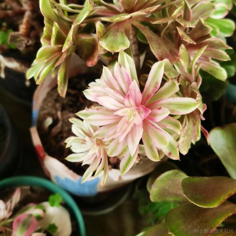 月季花于2022-11-28 08:43发布的图片