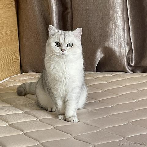 暴躁铲屎官于2021-05-14 10:20发布的图片