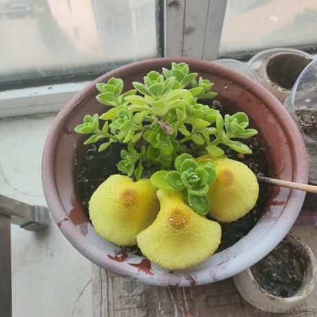 当代恶臭毕业生于2024-06-11 09:30发布的图片