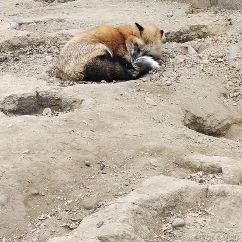 私涙洇于2023-04-04 06:37发布的图片