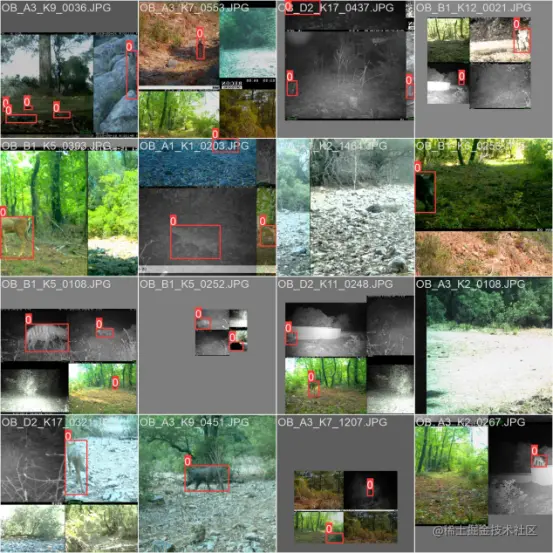 高精度野生目标检测识别系统4973.png