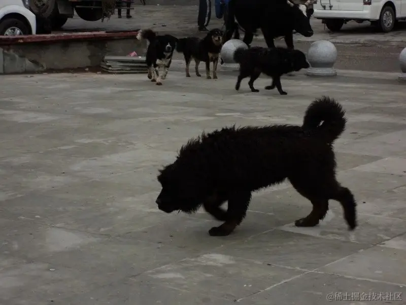 邦达广场藏獒.jpg
